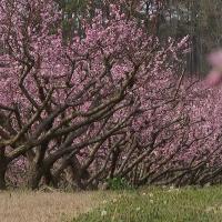 After a Disastrous 2023, Alabama Peach Farmers Set for Big Harvest in 2024